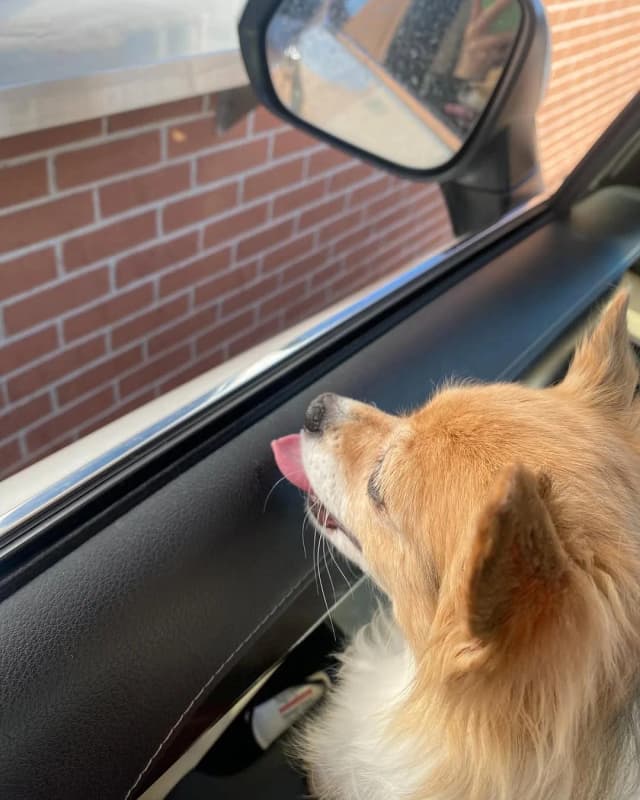 Isn’t she lovely 🥰💕
Chloe’s daily routine, starbucks drive thru visit ☕️🐾
#dailydog #coffeerun #chiuahuasofinstagram